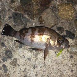 本荘人工島でメバリング〜フロートリグで表層を狙いました