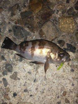 本荘人工島でメバリング〜フロートリグで表層を狙いました