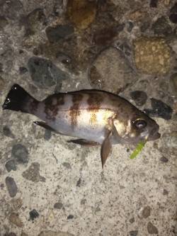 本荘人工島でメバリング〜フロートリグで表層…