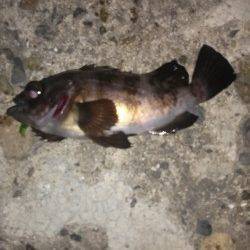 本荘人工島でメバリング〜フロートリグで表層を狙いました