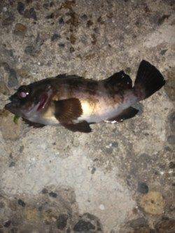 本荘人工島でメバリング〜フロートリグで表層を狙いました