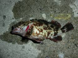 根掛り覚悟のライトワインドでカサゴが釣れま…