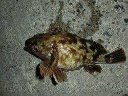 淀川河口でガシリングランガン ライトワインドでHIT