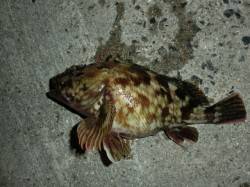 淀川河口でガシリングランガン　ライトワイン…