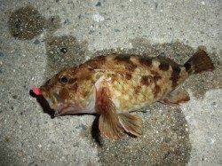 淀川河口、ワームでガシラをＧＥＴ