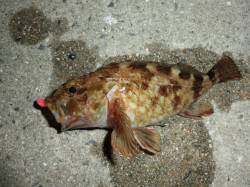 淀川河口、ワームでガシラをＧＥＴ