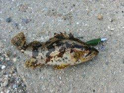 福良湾ライトゲーム〜メバル・ベッコウゾイ・アジ・シーバス