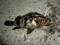 淀川河口　仕事が立て込み、疲れた体を癒すべくエントリー