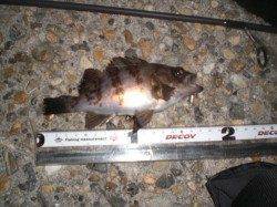 東二見人工島　メバリングでメバル〜17cm7尾