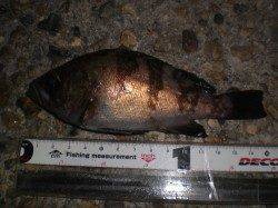 東二見人工島　メバリングでメバル〜17cm7尾