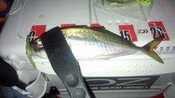 りんくう周辺でのアジング〜0.8号のキャロでアジ・ガシラ