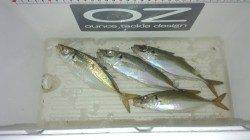 りんくう周辺でのアジング〜0.8号のキャロでアジ・ガシラ