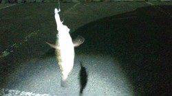 谷川漁港でのメバリング釣果