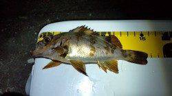 谷川漁港でのメバリング釣果