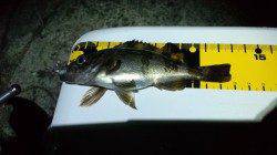 谷川漁港周辺メバリング〜ロリメバルばかりでお土産GETならず