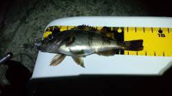 谷川漁港周辺メバリング〜ロリメバルばかりで…