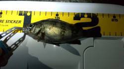 谷川　23時からのメバリングでキープサイズ…