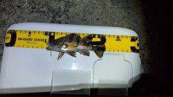 谷川漁港周辺メバリング〜ロリメバルばかりでお土産GETならず