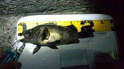 谷川　23時からのメバリングでキープサイズゲット