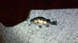 爆風のため淡輪漁港内でメバリング、ロリメバルばかり(>_<)