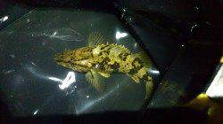 田尻漁港でのメバリング、お持ち帰りサイズはあたらず・・・