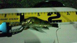 爆風のため淡輪漁港内でメバリング、ロリメバルばかり(>_<)