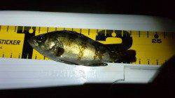 田尻漁港でのメバリング、お持ち帰りサイズはあたらず・・・