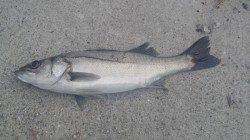 今年初のデイシーバスGET！ ぼちぼちバチパターンと別れの予感･･･