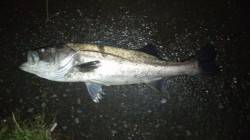 貝塚周辺シーバス、バチだらけの中強烈なアタ…