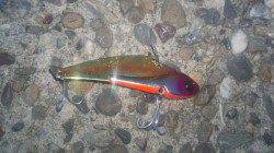 今年初のデイシーバスGET！ ぼちぼちバチパターンと別れの予感･･･