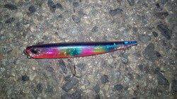 貝塚周辺シーバス、バチだらけの中強烈なアタリで自己記録更新82cm！！