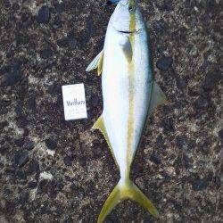 香住でショアジギング〜小雨の中ヒラマサ60cmをゲット