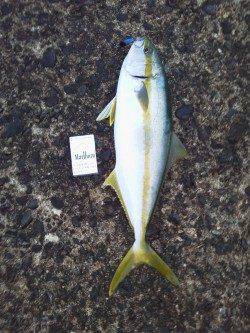 香住でショアジギング〜小雨の中ヒラマサ60cmをゲット