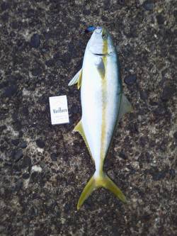 香住でショアジギング〜小雨の中ヒラマサ60…