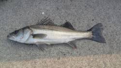 早朝シーバス調査へ出陣!!  潮が流れ出し…