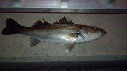 貝塚でシーバス〜バチ&ボイルは強風による波で確認不可