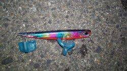 貝塚でシーバス〜バチ&ボイルは強風による波で確認不可