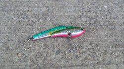 早朝シーバス調査へ出陣!!  潮が流れ出した途端にゲット！