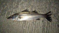 4月期総決算シーバス狙い4HIT1GET〜5月の巻き返しを決意！