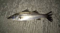 4月期総決算シーバス狙い4HIT1GET〜…