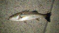 岸和田シーバス、激バチ抜けの量ですがルアーに異常ナシ