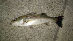 岸和田シーバス、激バチ抜けの量ですがルアー…