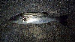 潮流&バチ&ボイルは良好で1本GETするも後が続かず〜貝塚シーバス