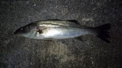 潮流&バチ&ボイルは良好で…