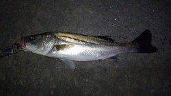 GWも貝塚シーバス釣行へ、爆風のため1匹で納竿