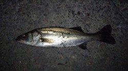 貝塚シーバス、久々の複数&60UPのGETに気持ち良く納竿！