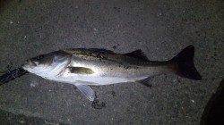 貝塚シーバス、久々の複数&60UPのGETに気持ち良く納竿！