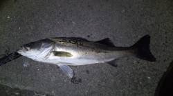 貝塚シーバス、久々の複数&60UP…