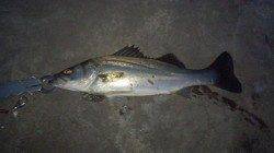 貝塚シーバス生体調査に出陣！ 1匹GETするも爆風のため納竿