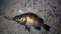 貝塚メバル&ガシラ狙いに出陣！短時間で数GETするもサイズが･･･